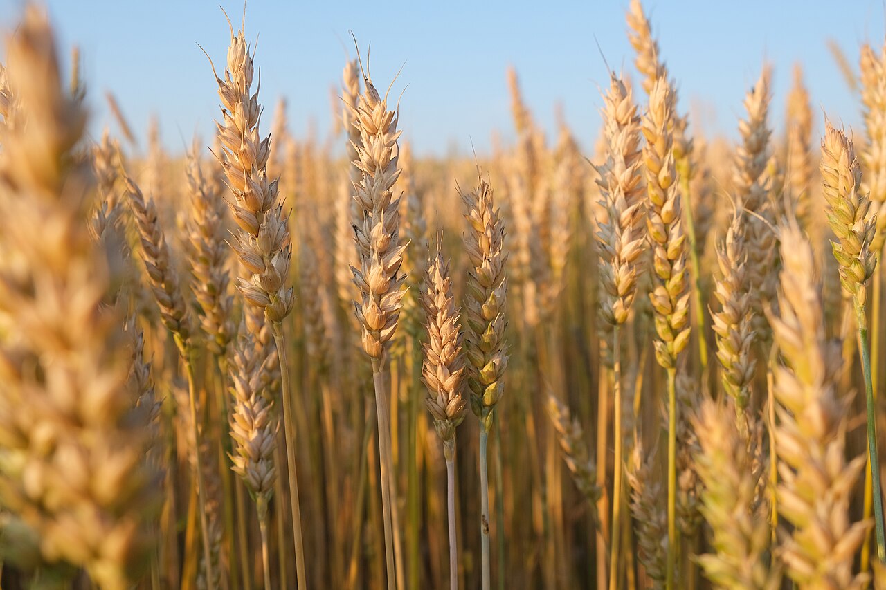 Wheat Field
